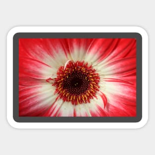 Flower eye Sticker